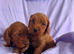 Gorgeous F1 cockapoo puppies