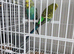 Breeding pairs of budgies