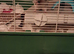 4 month old male Syrian hamster