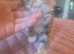 3/4 maine coon kittens