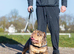English bulldog - full suit chocolate Merle