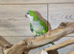 Baby Green Quaker,2