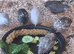Stunning 7wk old Chinese Painted (Botton Quail)