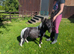 Minature shetland colt for sale