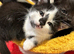 Female kittens