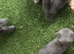 Beautiful British short hair kittens blue