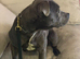 Staffordshire Bull Terrier