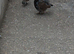 black francolin pair