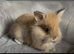 Pure bred double maned lionhead babies