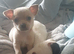 Chihuahua pure beige kc registered parents 6 weeks old