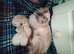 Last little girl stunning unusual combination of ragdoll