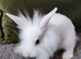 Mini lop/lion head