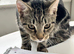 Sweet little kitten looking for forever home