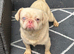 Pug cross girl