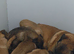 Belgium Shepherd puppies for sale