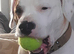 American bulldog x Staffordshire bulldog terrier