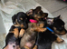 Miniature longhaired dachshunds