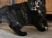 Last 2 British shorthair kittens