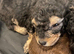 Beautiful litter of Toy poodle