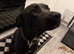Pup in need of a home