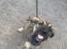 Presa canario pups for sale 4 boys 1 girl left
