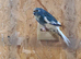 Blue female kakariki