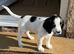 9 fantastic Sprocker Puppies