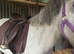 2 year old section b gelding