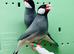Java finches