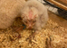 3 barn owlets for sale