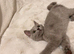 British short hair Russian blue