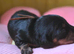 Beautiful KC Registered Dachshund Puppy Available