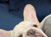 Female French bulldog