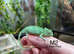 2x Male CB26 Yemen Chameleon Babies AVAILABLE NOW