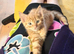 Ginger tabby kittens