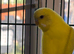 Budgies for sale