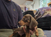 Miniature dachshund