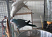 Blue and white Quaker parrot pair