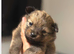 Pomerian puppies