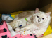 GCCF Registered Ragdoll Kittens