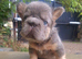 Beautiful French bulldogs