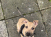 4 month old greyhound pup
