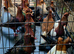 Archangel pigeons