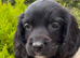 F1 Sprocker Puppies