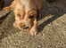 Cocker spaniel pups