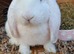 Pure bred vaccinated french lops