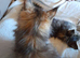 XXL Maine Coon Kittens.