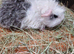 One only baby texel boy guinea pig
