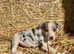 Stunning collie puppies for sale