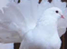 Fantails
